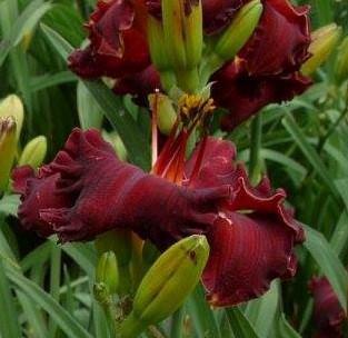 luscious color fred j